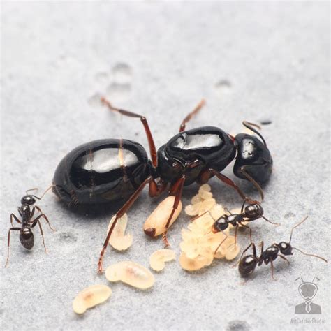 無極黑蟻|大黑蟻 (Camponotus japonicus)